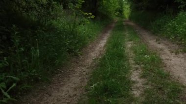 Ormandaki gizemli toprak yol ya da yol. Yüksek kalite 4k görüntü