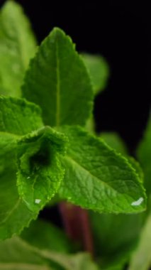 Nane yaprakları ve siyah arka planda damlayan damlalar. Yüksek kaliteli HD görüntüler