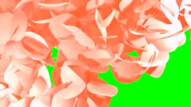 Ekran geçişi. Yıldönümü arka planında düşen kırmızı gül yaprakları. Gerçekçi 3 boyutlu yeşil ekran animasyonu. Sevgililer Günü, Aşk, Romantik. Yüksek kalite 4k görüntü