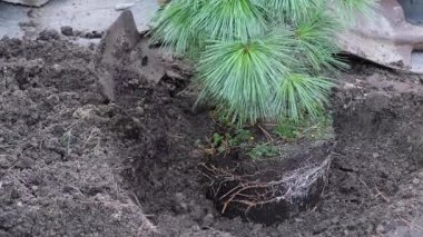 Atı toprağa gömmek için beyaz çam ağacı dikme süreci. Yüksek kalite 4k görüntü