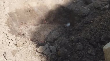 Teddy thuja bitkisini dikme işlemi, bitkiyi dikmek için deliğe bir parça toprak koymak. Yüksek kalite 4k görüntü