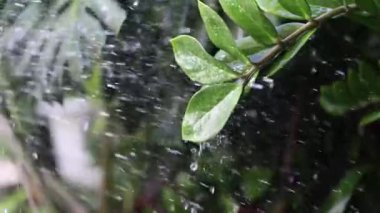 Yavaş çekimde yaprak dalına su dök, doğada yağmur yavaşça yaprağa düşer.