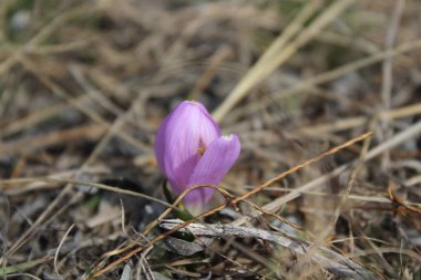 Makro çekimde bulanık arkaplanda küçük pembe çiçek tomurcuğu