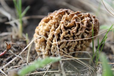 Ormanda kahverengi dalgalı mantarlar