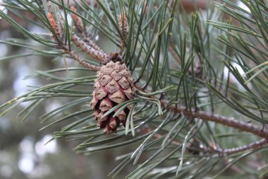 Yeşil iğneli bir dalda çam kozalağı