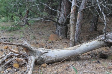 Çam ormanının ortasında yaşlı bir ağaç devrildi.