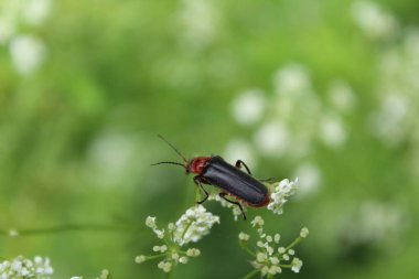 Vahşi doğada böceğe yakın çekim