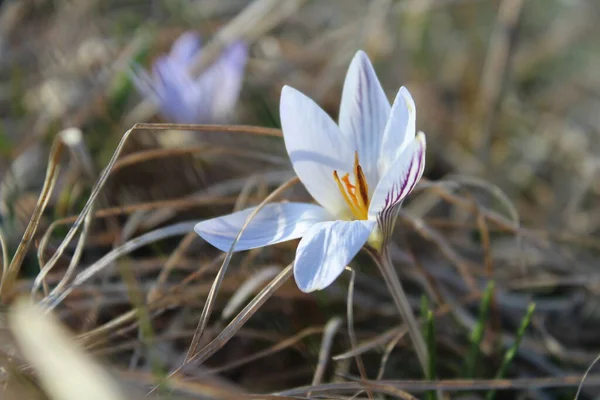 stock image beautiful crocus flowers growing in the garden, macro, nature series.