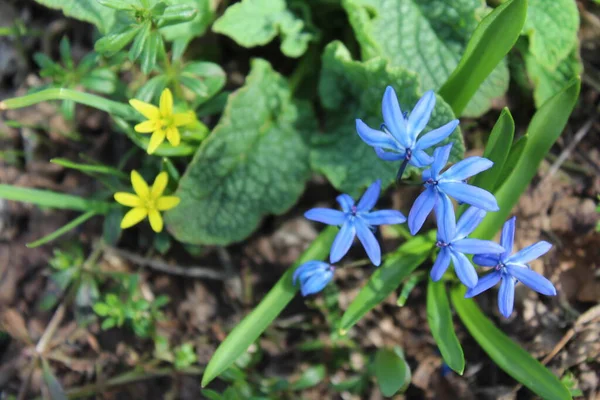 blue and yellow flowers on green leaves