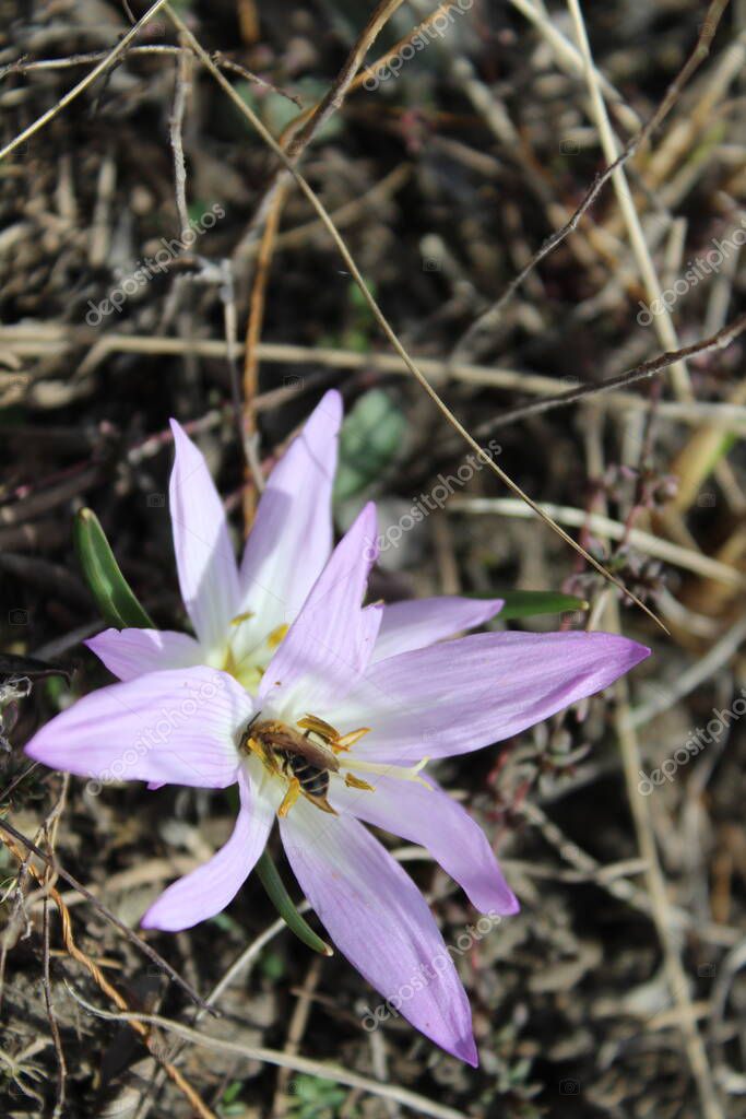 galinasema.ukraine