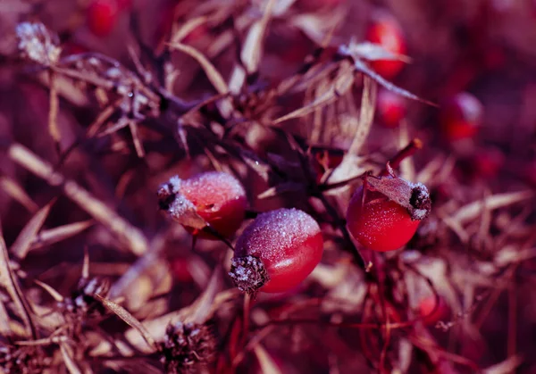 Крупным Планом Красные Фиолетовые Ягоды Шиповника Листьях Деревьев Снегом Ярком — стоковое фото