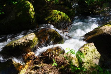 Vitosha Tabiat Parkı yakınındaki Sofya, Bulgaristan. Altın köprü alanı. Su akışı manzara.