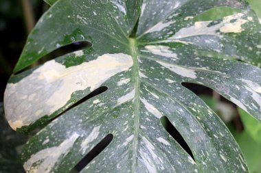 Monstera Albo Borsigiana 'nın yeşil, beyaz, yeşil ve sarı yaprak renkleri olan güzel yaprakları. Bahçede popüler bir tropikal bitki