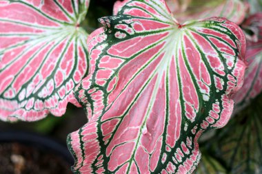 Güzel yeşil ağaç kaladyumu 'Tayland Güzeli' ('Hok Long') bahçedeki yapraklarda pembe, yeşil ve beyaz renkli güzel bir Caladium 'dur.