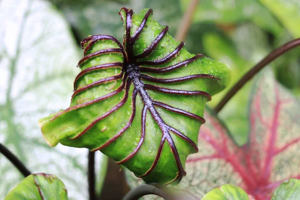 Colocasia Esculenta 식물에 아름다운 Colocasia 파라오 — 스톡 사진
