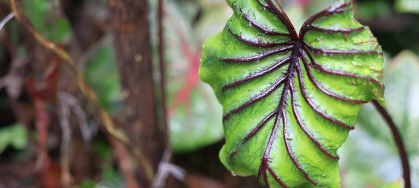 Gyönyörű Zöld Colocasia Fáraó Maszk Kertben Colocasia Esculenta Trópusi Növény — Stock Fotó