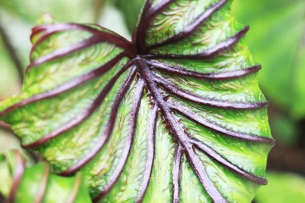 庭の美しい緑の木のコロカシアのファラオのマスク コロカシアのエスケルタ 人為的な植物 — ストック写真