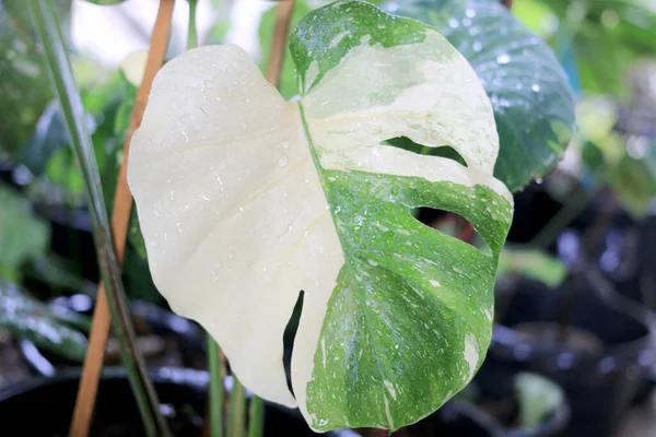 モンステラ アルボ ボルシージャーナの美しい多彩な葉 緑と白と緑と黄色の葉の色のモンステラ ヴァルシガータ 庭で人気のある熱帯植物 — ストック写真