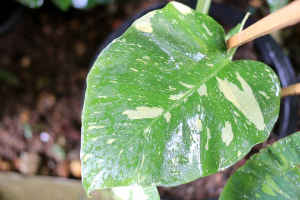 モンステラ アルボ ボルシージャーナの美しい多彩な葉 緑と白と緑と黄色の葉の色のモンステラ ヴァルシガータ 庭で人気のある熱帯植物 — ストック写真