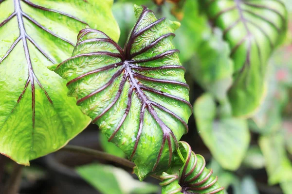 파라오의 마스크 일컬어 Colocasia Esculenta Araceae에 식물의 속입니다 물방울로 있습니다 — 스톡 사진