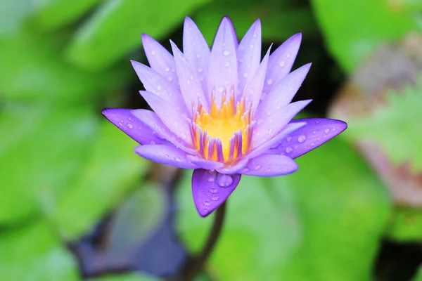 Este Lindo Waterlily Blossom Violet Lotus Flowe Com Folhas Verdes — Fotografia de Stock