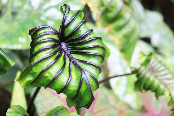 Colocasia Esculenta Género Botânico Pertencente Família Araceae Suas Folhas Verdes — Fotografia de Stock