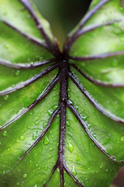 Rare and exotic tropical plant - Beautiful green tree The rainforest is home to the Pharaoh's Mask elephant ear (Colocasia Pharaoh's Mask), a tropical plant with large, glossy green leaves. clipart