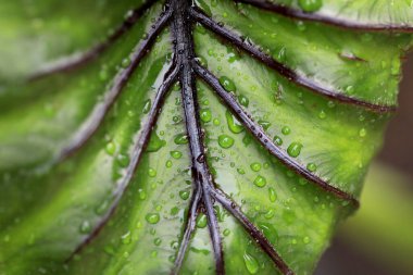 Rare and exotic tropical plant - Beautiful green tree The rainforest is home to the Pharaoh's Mask elephant ear (Colocasia Pharaoh's Mask), a tropical plant with large, glossy green leaves. clipart