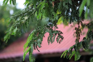 Tatlı demirhindi ve organik ağaçlarda yaprak. Çiğ demirhindi meyvesi bahçedeki demirhindi ağacına asılır. Taze ve renkli meyveler yüksek C vitamini içerir..