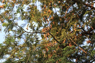 Tatlı demirhindi ve organik ağaçlarda yaprak. Çiğ demirhindi meyvesi bahçedeki demirhindi ağacına asılır. Taze ve renkli meyveler yüksek C vitamini içerir..