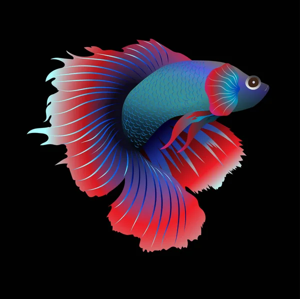 Betta Fish Fighting Aquarium — Stock Vector