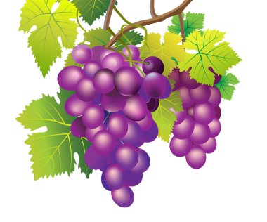 Vector illustration of a bunch of natural fruit grapes. White background.