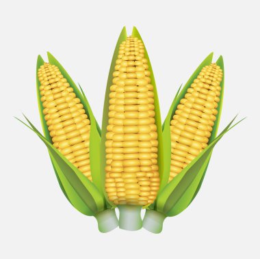 Vector illustration of corn, a natural product for cooking. White background.