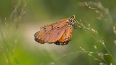 Kelebeğin doğadaki yakınlığı 