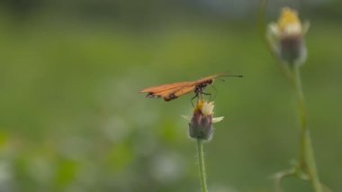Kelebeğin doğadaki yakınlığı 