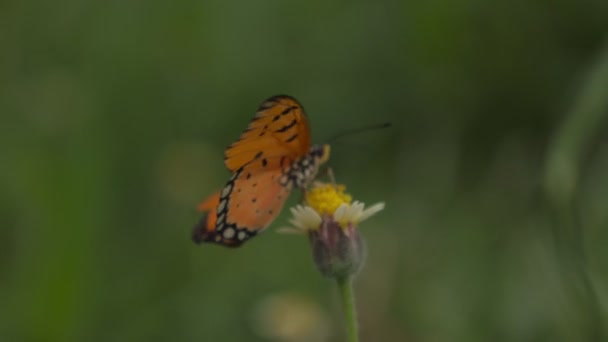 Primer Plano Mariposa Naturaleza — Vídeos de Stock