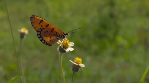 Крупный План Бабочки Природе — стоковое видео