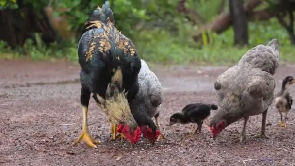 Pollo Comiendo Comida Suelo — Vídeos de Stock