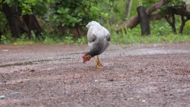 鸡吃地上的食物 — 图库视频影像