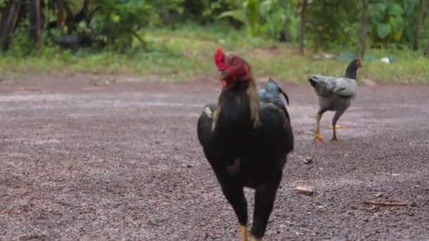 Курица Ест Пищу Земле — стоковое видео