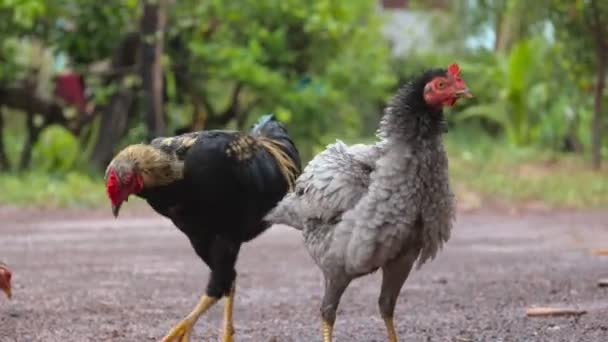 Tavuk Yerde Yemek Yiyor — Stok video