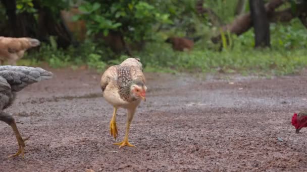 Курица Ест Пищу Земле — стоковое видео
