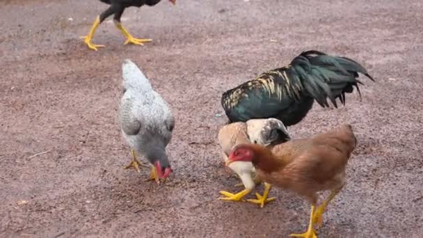 Pollo Comiendo Comida Suelo — Vídeos de Stock