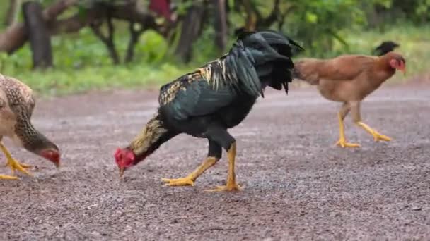 Tavuk Yerde Yemek Yiyor — Stok video