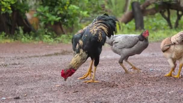 Κοτόπουλο Τρώει Τρόφιμα Στο Έδαφος — Αρχείο Βίντεο