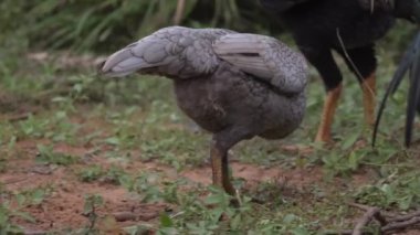 Doğada yaşayan tavuk, hayvanlar tavuk