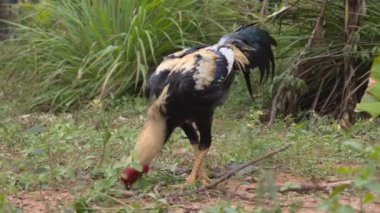 Doğada yaşayan tavuk, hayvanlar tavuk