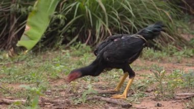 Doğada yaşayan tavuk, hayvanlar tavuk