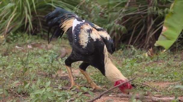 Κοτόπουλο Που Ζει Στη Φύση Ζώα — Αρχείο Βίντεο