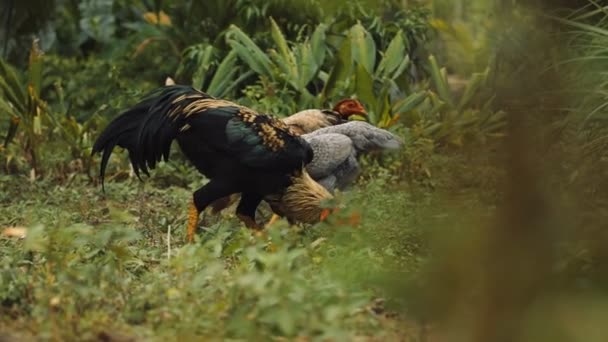 自然の中で生きている鶏 動物のヘン — ストック動画